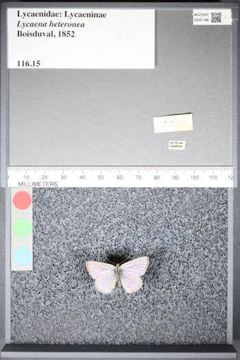 Media type: image;   Entomology 51166